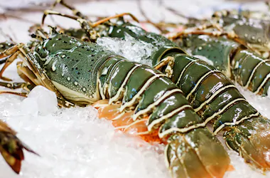 Live Frozen Lobster